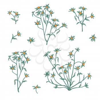 Floral summer icon set.  Flowers and berries nature symbols Vegetation background. herb design element.