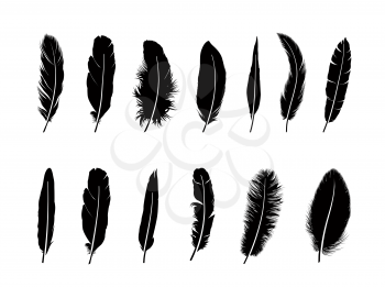 Feather set. Drawn illustration of different  birds feathers isolated over white background