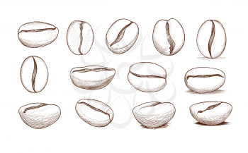 Coffee bean icon set. Hand drawn doodle sketch vector symbol of coffee beans harvest. Hot drink label design elements