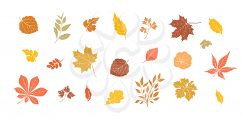 Autumn leaves set. Fall leaf floral icons over white background. Nature symbol collection