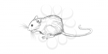 Mouse sketch hand-drawn illustration. Line art animal isolated on white background