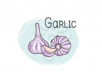 Garlic icon. Half, slice and full spice garlic herb isolated on white background with lettering Garlic Vegetable stylish drawn symbol garlic