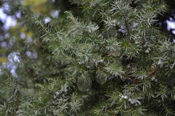 Juniper. Juniperus communis. The branches of a juniper. Juniper berries. Close-up. Garden. Flowerbed