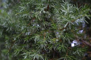 Juniper. Juniperus communis. The branches of a juniper. Juniper berries. Close-up. Garden. Horizontal