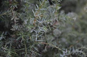 Juniper. Juniperus communis. The branches of a juniper. Juniper berries. Close-up. Horizontal photo