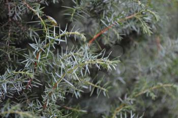 Juniper. Juniperus communis. The branches of a juniper. Juniper berries. Close-up. Horizontal