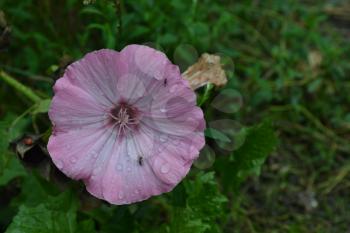 Lavatera. Lavatera trimestris. Delicate flowers. Raindrops. Pink flowers. Close-up. Horizontal photo