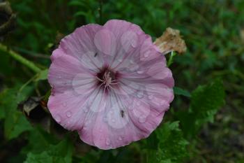 Lavatera. Lavatera trimestris. Delicate flowers. Raindrops. Pink flowers. Close-up. Horizontal