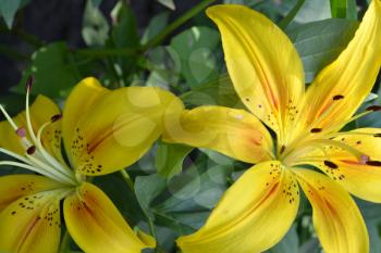 Lily yellow. Lilium. Lily flower closeup. Garden. Flowerbed. Flower Care