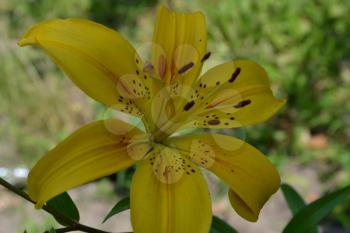 Lily yellow. Lilium. Lily flower closeup. Garden. Flowerbed. Flower