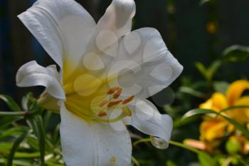 Lily. Lily white. Lilium candidum. closeup. Garden. Flowerbed. Flower Care