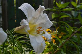 Lily. Lily white. Lilium candidum. Lily flower closeup. Garden. Flowerbed. Flower Care