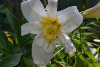 Lily. Lily white. Lilium candidum. Lily flower closeup. Garden. Flowerbed
