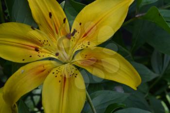 Lily. Lily yellow. Lilium. Lily flower closeup. Flowerbed. Flower Care