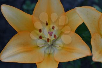 Lily. Lily yellow. Lilium. Lily flower closeup. Garden. Flowerbed. Flower Care