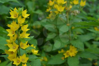 Lysimachia vulgaris. Lysimachia vulgaris. Yellow flowers. Close-up. Flowerbed. Garden. Horizontal photo