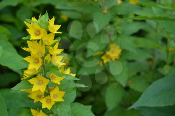Lysimachia vulgaris. Lysimachia vulgaris. Yellow flowers. Close-up. Flowerbed. Garden. Solar flowers