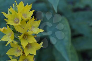 Lysimachia vulgaris. Lysimachia vulgaris. Yellow flowers. Close-up. Flowerbed. Solar flowers. Horizontal photo