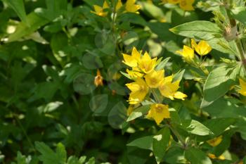 Lysimachia vulgaris. Lysimachia vulgaris. Yellow flowers. Close-up. Flowerbed. Solar flowers. Horizontal