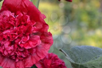 Mallow. Malva. Alcea. Large, curly flowers. The flower similar to a rose. Red, burgundy. Close-up. Garden. Flowerbed. Horizontal photo