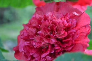 Mallow. Malva. Alcea. Large, curly flowers. The flower similar to a rose. Red, burgundy. Close-up. Garden. Flowerbed