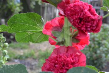 Mallow. Malva. Alcea. Large, curly flowers. The flower similar to a rose. Red, burgundy. Close-up. Sun rays. Garden