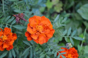 Marigolds. Tagetes. Flowerbed. Fluffy buds. Green leaves. Growing flowers.  Flowers yellow or orange. Horizontal photo