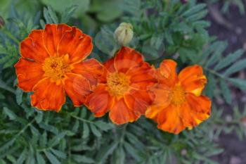 Marigolds. Tagetes. Flowers yellow or orange. Fluffy buds. Flowerbed. Growing flowers. Horizontal photo