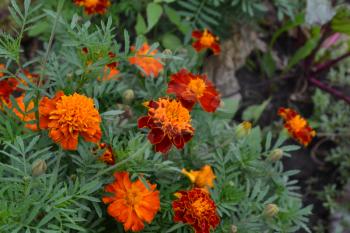 Marigolds. Tagetes. Flowers yellow or orange. Fluffy buds. Garden. Flowerbed. Growing flowers. Horizontal