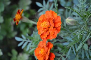 Marigolds. Tagetes. Flowers yellow or orange. Fluffy buds. Garden. Flowerbed. Growing flowers. Vertical photo