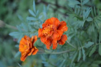 Marigolds. Tagetes. Flowers yellow or orange. Fluffy buds. Green leaves. Flowerbed. Growing flowers. Vertical photo