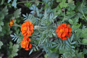 Marigolds. Tagetes. Flowers yellow or orange. Fluffy buds. Green leaves. Flowerbed. Growing flowers. Vertical