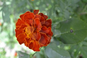 Marigolds. Tagetes. Flowers yellow or orange. Fluffy buds. Green leaves. Garden. Flowerbed. Growing flowers. Vertical photo