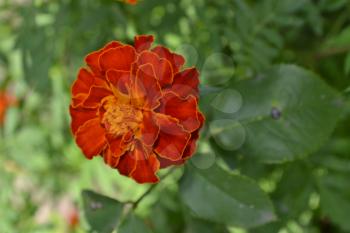 Marigolds. Tagetes. Flowers yellow or orange. Fluffy buds. Green leaves. Garden. Flowerbed. Growing flowers. Vertical
