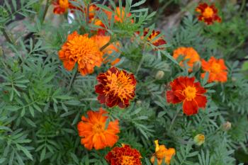 Marigolds. Tagetes. Flowers yellow or orange. Fluffy buds. Green leaves. Garden. Flowerbed. Horizontal