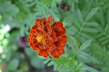 Marigolds. Tagetes. Flowers yellow or orange. Fluffy buds. Green leaves. Garden. Flowerbed. Vertical photo