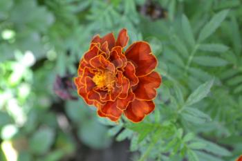 Marigolds. Tagetes. Flowers yellow or orange. Fluffy buds. Green leaves. Garden. Flowerbed. Vertical