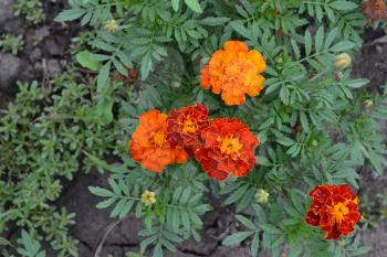 Marigolds. Tagetes. Flowers yellow or orange. Fluffy buds. Green leaves. Garden. Growing flowers. Horizontal