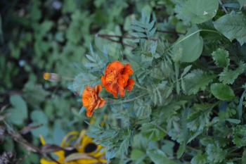 Marigolds. Tagetes. Flowers yellow or orange. Fluffy buds. Green leaves. Garden. Growing flowers. Vertical photo