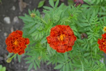 Marigolds. Tagetes. Flowers yellow or orange. Garden. Flowerbed. Fluffy buds. Green leaves. Horizontal