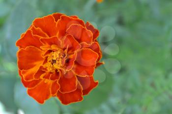 Marigolds. Tagetes. Flowers yellow or orange. Garden. Flowerbed. Fluffy buds. Growing flowers. Horizontal photo