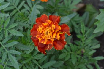 Marigolds. Tagetes. Flowers yellow or orange. Garden. Fluffy buds. Green leaves. Growing flowers. Horizontal photo