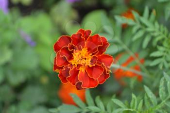 Marigolds. Tagetes. Flowers yellow or orange. Fluffy buds. Green leaves. Garden. Horizontal