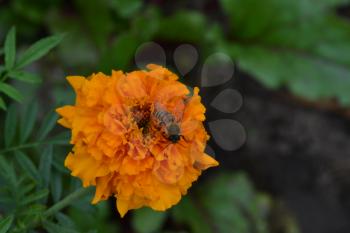 Marigolds. Tagetes. Tagetes erecta. Flowers yellow or orange. Fluffy buds. Bee. Flowerbed. Growing flowers. Horizontal photo