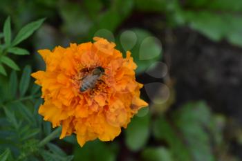 Marigolds. Tagetes. Tagetes erecta. Flowers yellow or orange. Fluffy buds. Bee. Garden. Flowerbed. Growing flowers. Horizontal photo
