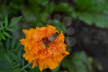 Marigolds. Tagetes. Tagetes erecta. Flowers yellow or orange. Fluffy buds. Bee. Green leaves. Garden. Flowerbed. Growing flowers. Horizontal
