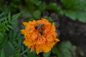 Marigolds. Tagetes. Tagetes erecta. Flowers yellow or orange. Fluffy buds. Bee. Green leaves. Garden. Flowerbed. Horizontal photo