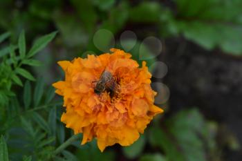 Marigolds. Tagetes. Tagetes erecta. Flowers yellow or orange. Fluffy buds. Bee. Green leaves. Garden. Flowerbed. Horizontal