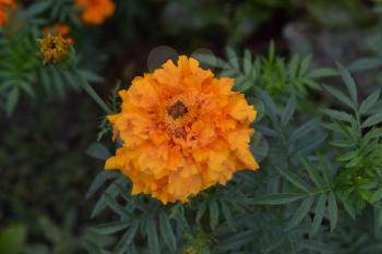 Marigolds. Tagetes. Tagetes erecta. Flowers yellow or orange. Fluffy buds. Green leaves. Garden. Flowerbed. Growing flowers. Horizontal