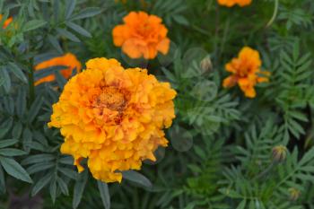 Marigolds. Tagetes. Tagetes erecta. Flowers yellow or orange. Fluffy buds. Green leaves. Garden. Flowerbed. Horizontal photo
